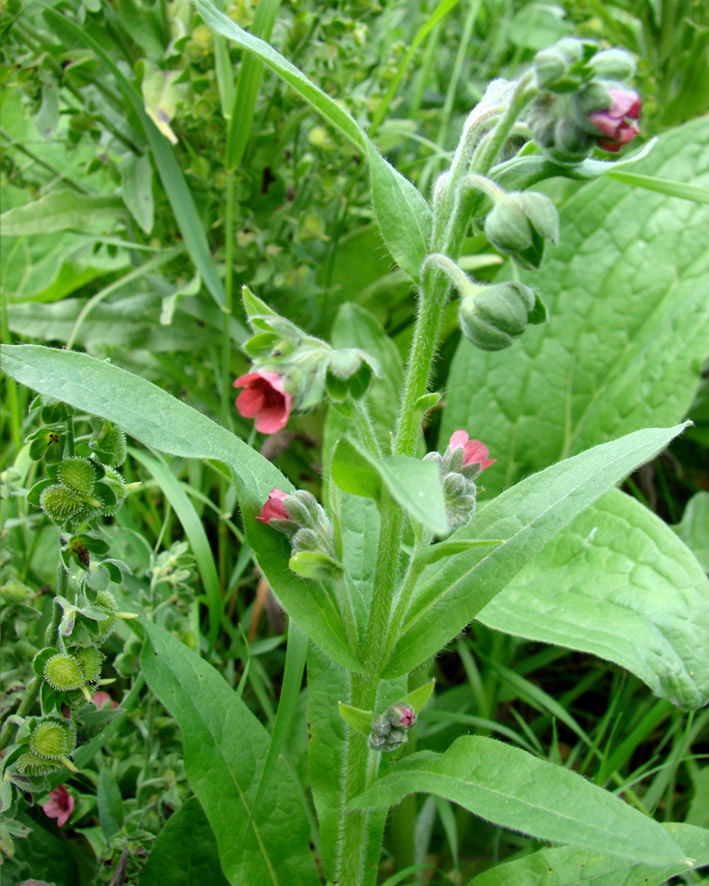 Изображение особи Cynoglossum officinale.