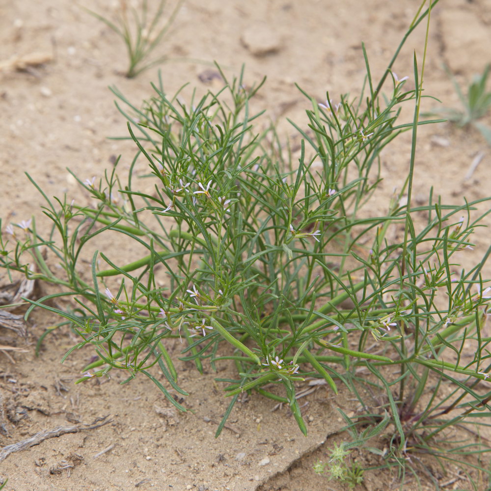 Image of Leptaleum filifolium specimen.