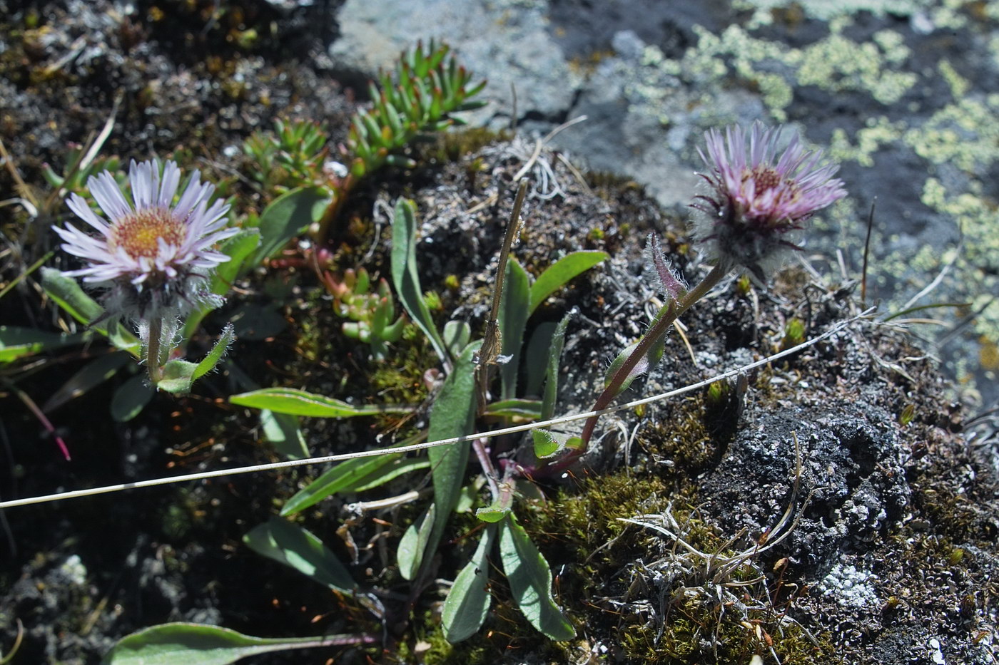 Image of Erigeron eriocalyx specimen.