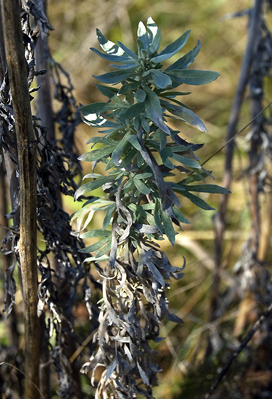 Image of Artemisia absinthium specimen.