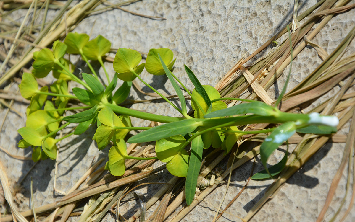 Изображение особи Euphorbia virgata.