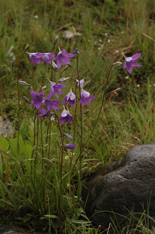 Изображение особи Campanula altaica.