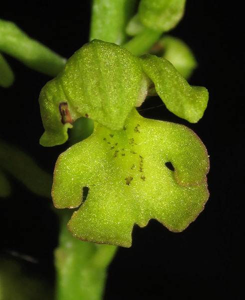 Image of Orchis punctulata specimen.