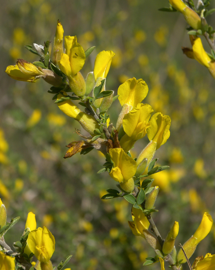 Изображение особи Chamaecytisus ruthenicus.