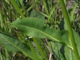 Senecio schwetzowii