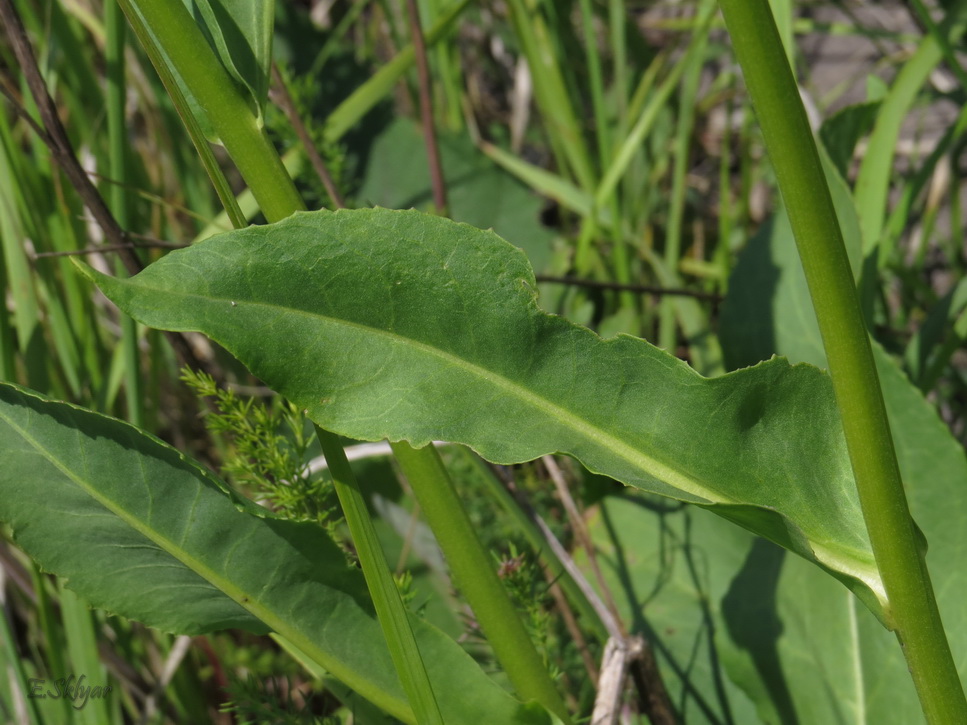 Изображение особи Senecio schwetzowii.