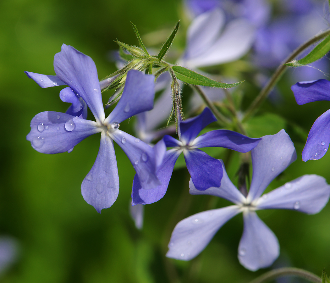 Изображение особи Phlox divaricata.