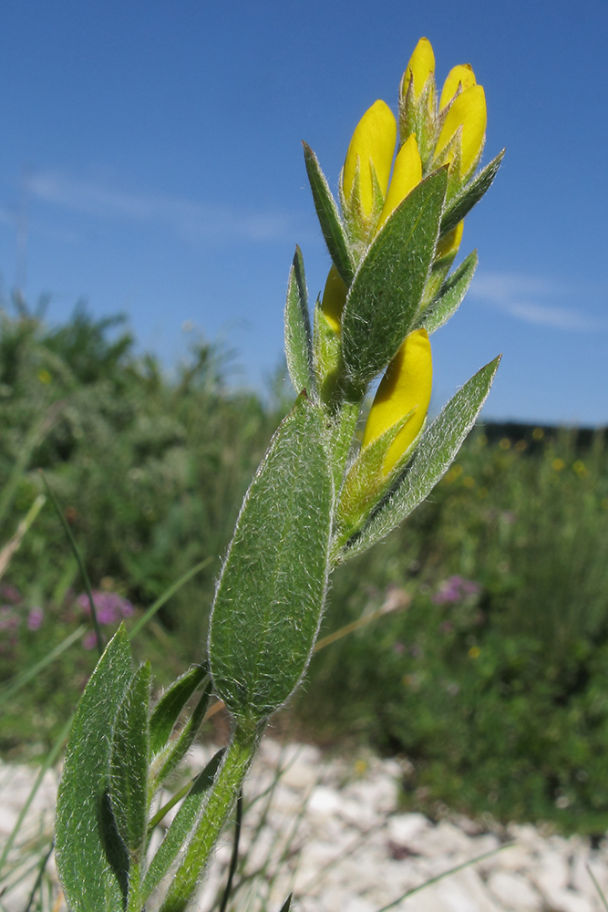 Изображение особи Genista humifusa.