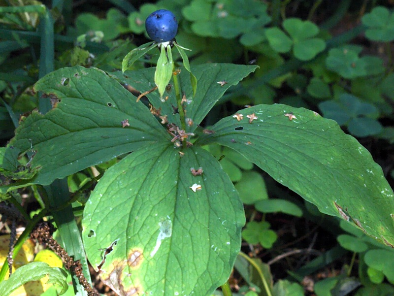 Image of Paris quadrifolia specimen.