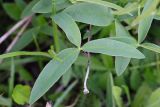 Trifolium montanum