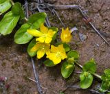 Lysimachia nummularia. Часть побега с цветками и бутонами. Московская обл., Раменский р-н, окр. ж.-д. платформы Хрипань, смешанный лес у ЛЭП. 13.06.2016.
