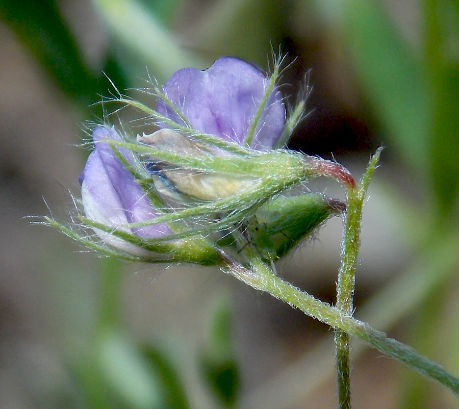 Image of Vicia loiseleurii specimen.