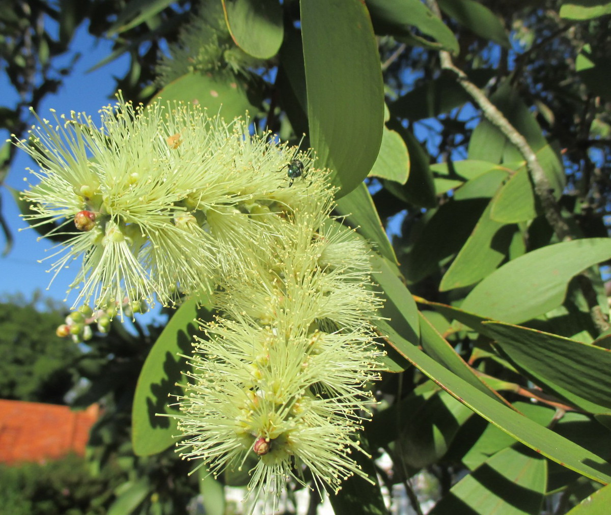 Изображение особи Melaleuca quinquenervia.