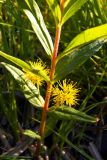 Naumburgia thyrsiflora