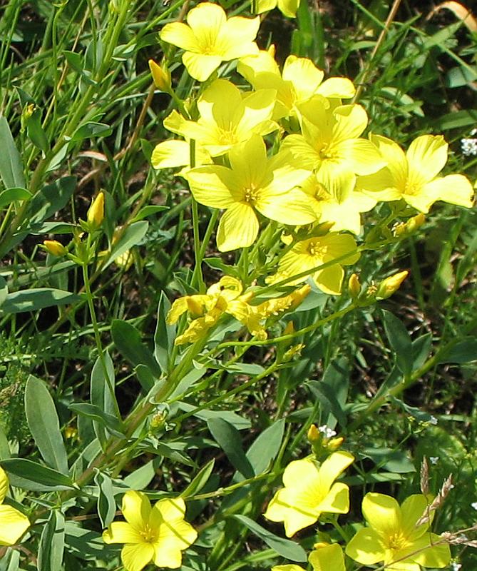 Image of Linum flavum specimen.