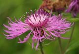 Centaurea jacea. Соцветие. Костромская обл., окраина г. Кострома, долина р. Солонка. 21.07.2016.