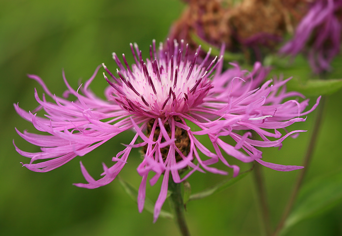 Изображение особи Centaurea jacea.