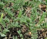 genus Astragalus