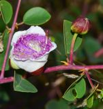 Capparis zoharyi