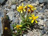 Senecio thianschanicus