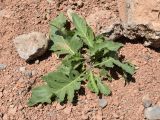 Crambe orientalis