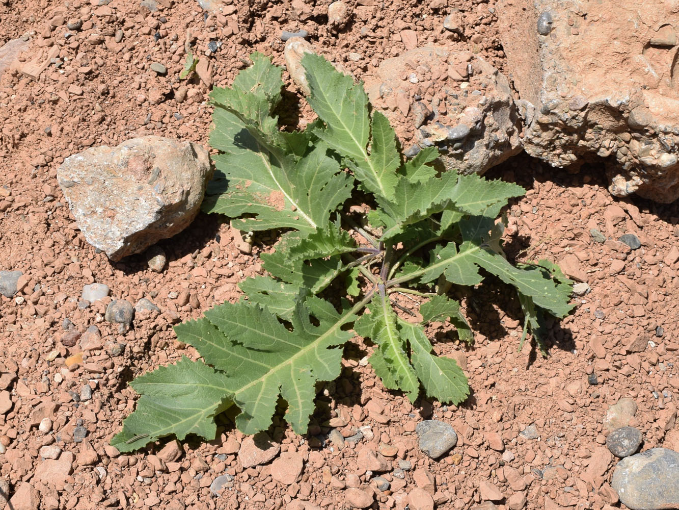 Изображение особи Crambe orientalis.