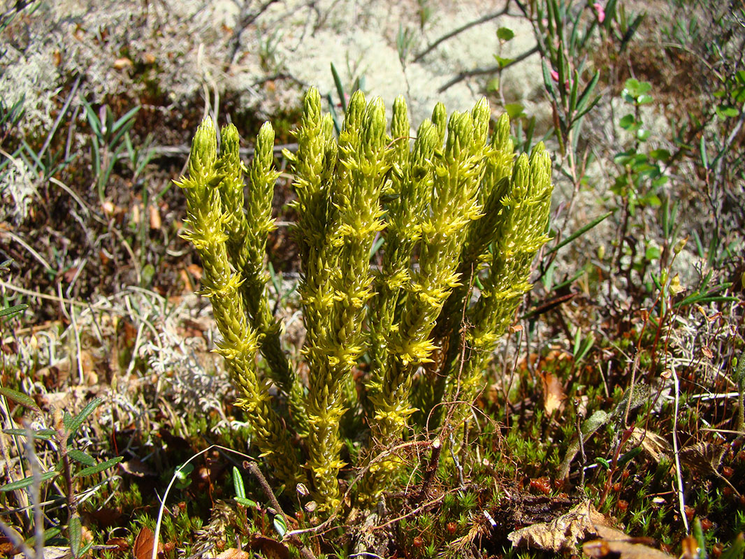 Image of Huperzia appressa specimen.