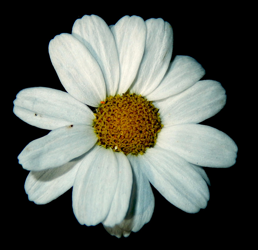 Изображение особи Pyrethrum poteriifolium.