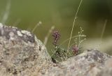 Rhaphidophyton regelii