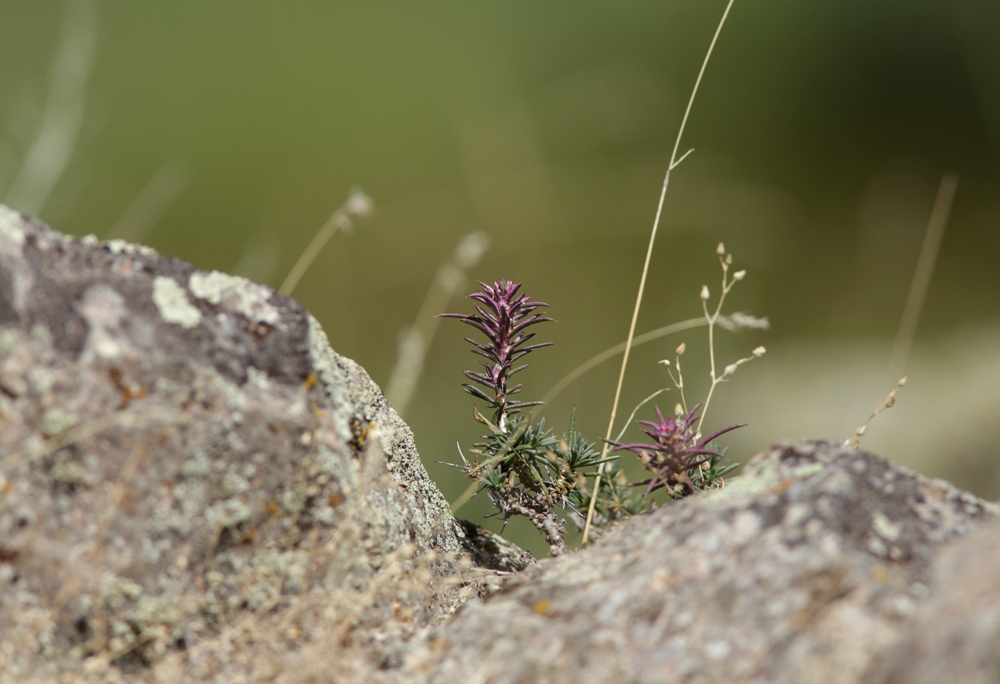 Image of Rhaphidophyton regelii specimen.