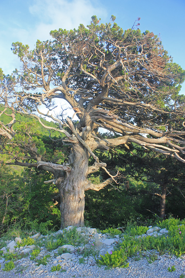 Image of Juniperus excelsa specimen.