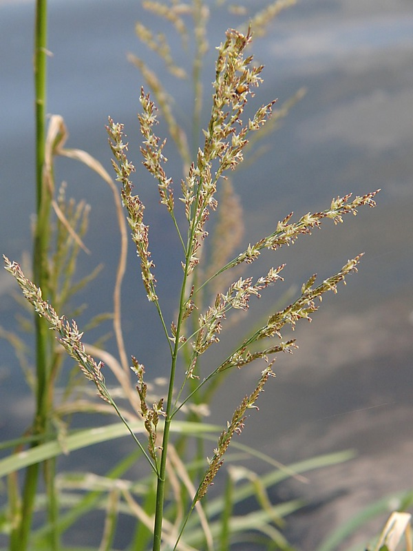Image of Glyceria maxima specimen.