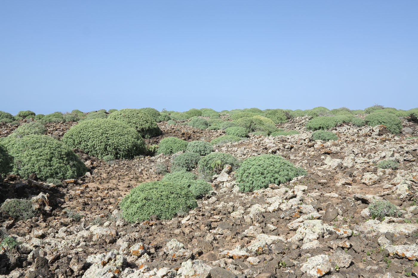 Изображение особи Euphorbia balsamifera.