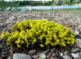 Sedum acre