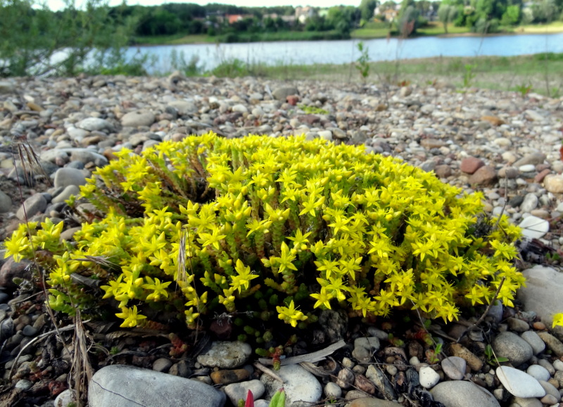 Image of Sedum acre specimen.