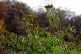 Tanacetum vulgare