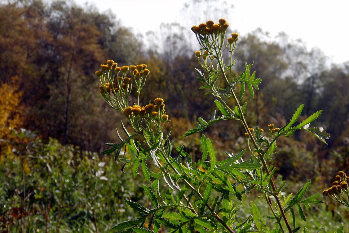 Image of Tanacetum vulgare specimen.