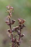 Pedicularis palustris. Соплодия. Ленинградская обл., Приозерский р-н, окр. пос. Запорожское, песчаный берег Ладожского оз. 01.08.2016.