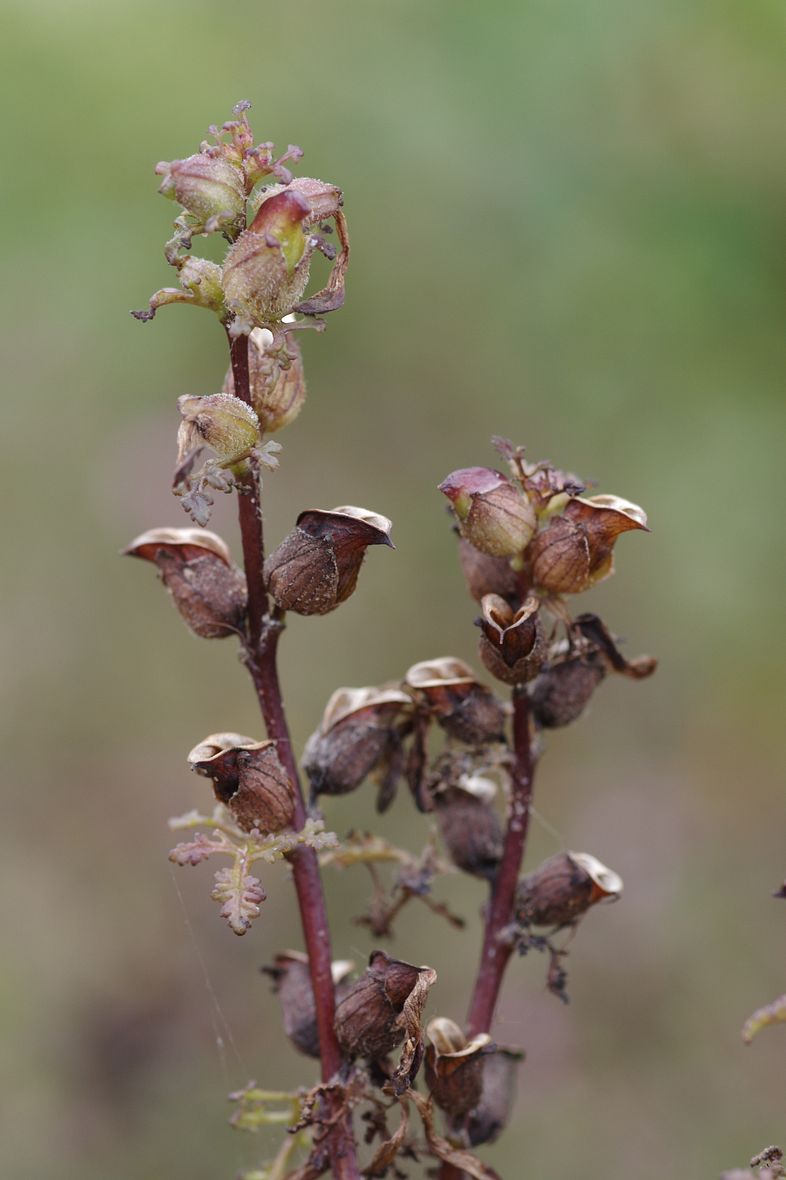 Изображение особи Pedicularis palustris.