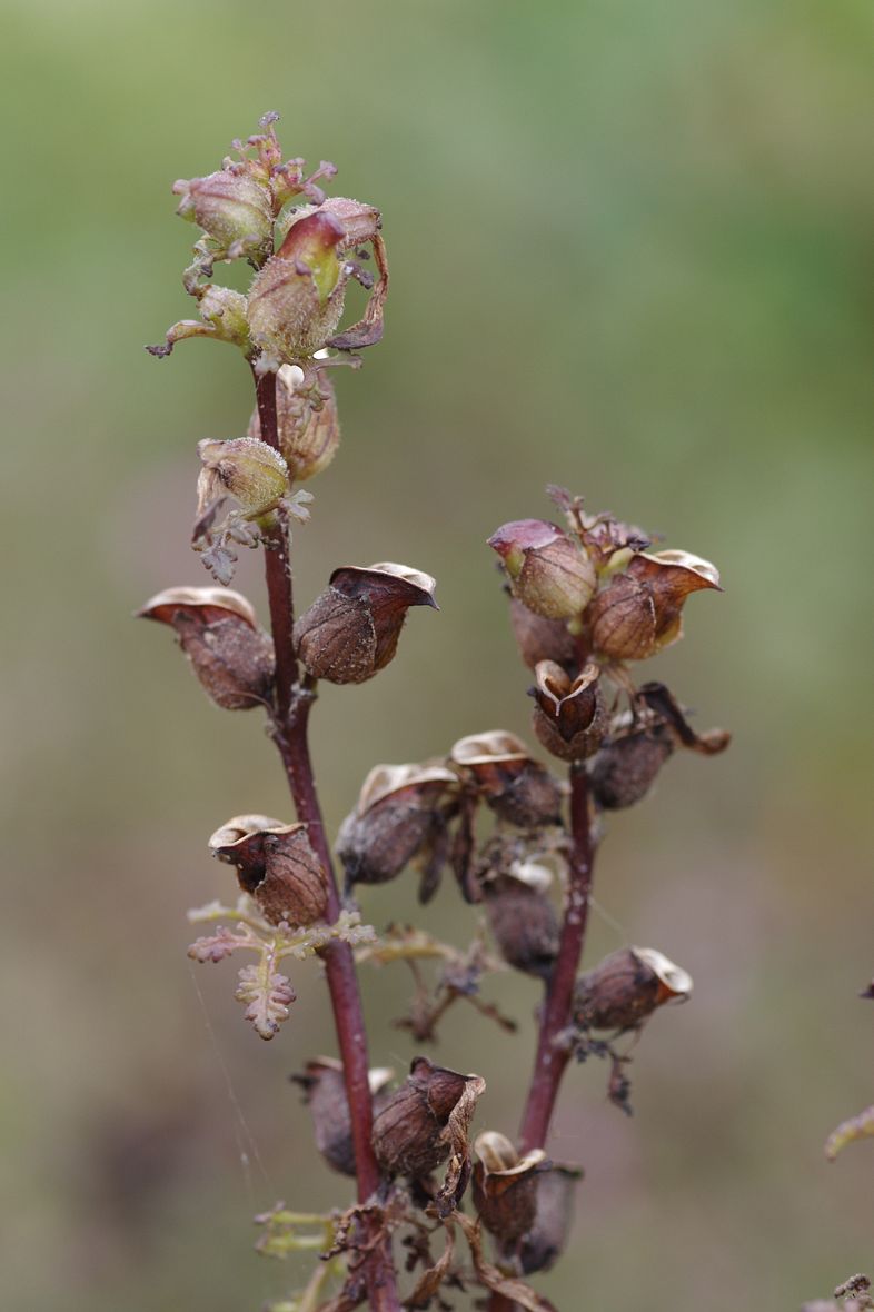 Image of Pedicularis palustris specimen.