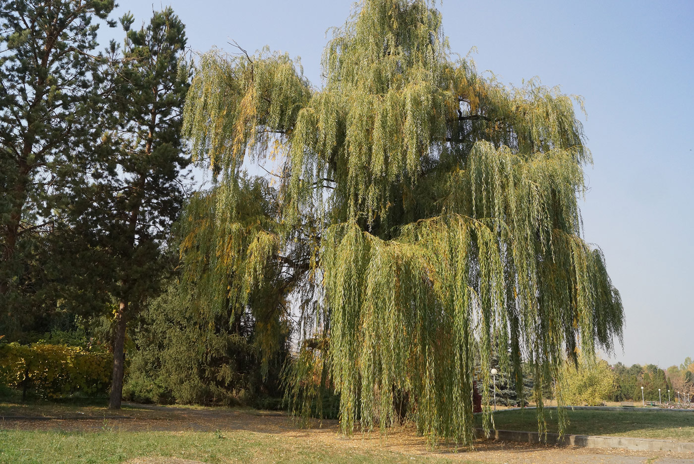 Image of Salix babylonica specimen.