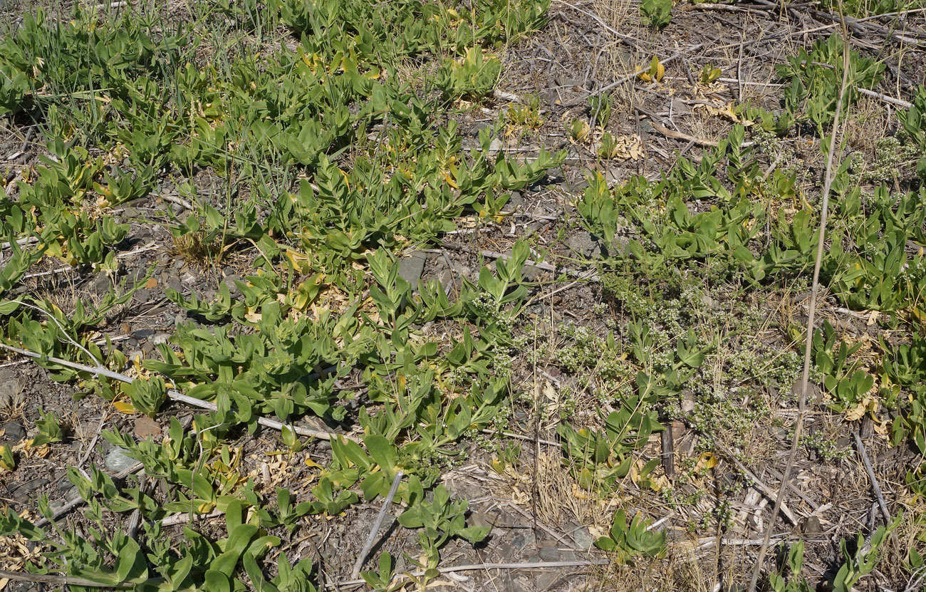 Image of Gypsophila perfoliata specimen.