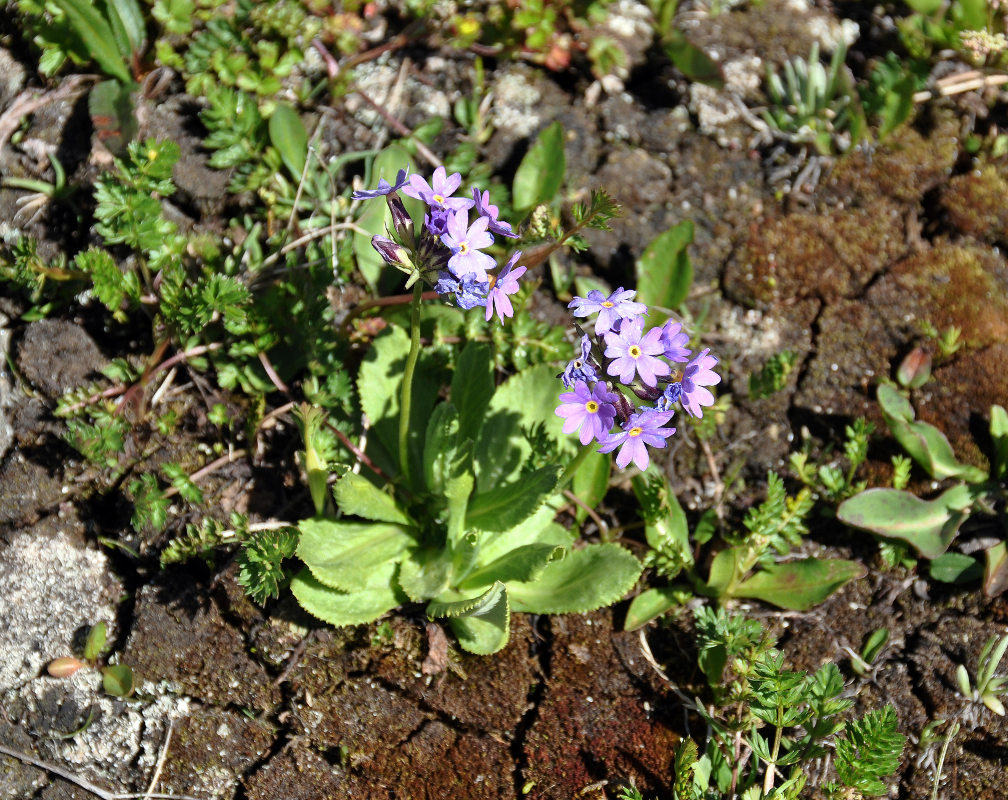 Image of Primula algida specimen.