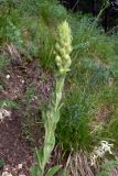 Verbascum thapsus