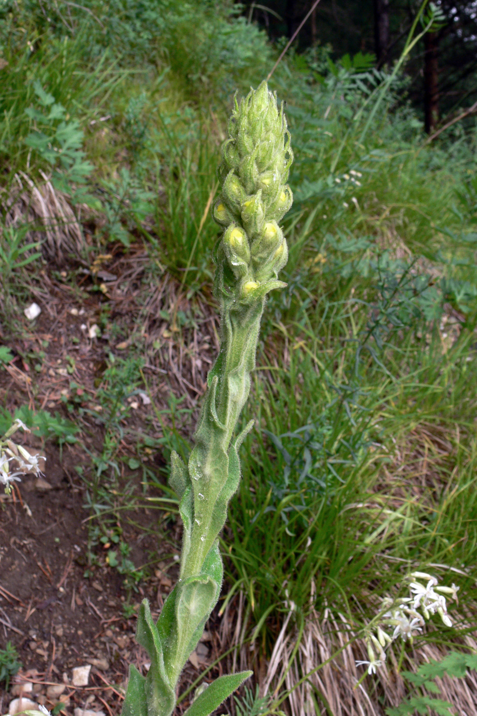 Image of Verbascum thapsus specimen.