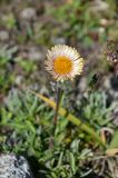 Erigeron allochrous