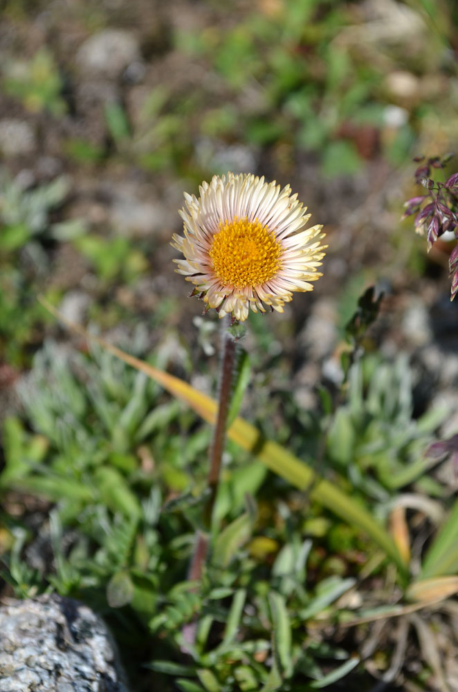 Изображение особи Erigeron allochrous.