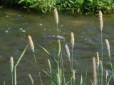 Alopecurus arundinaceus