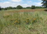 Inula germanica. Группы цветущих растений на лугу. Краснодарский край, Абинский р-н, юж. окр. ст-цы Холмская. 03.07.2016.
