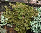 Melanohalea exasperata